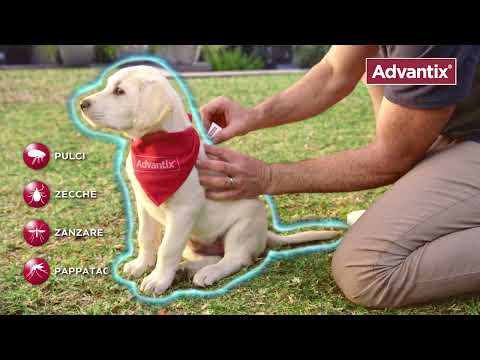 Bauzaar Advantix antiparassitario Spot-On per cani Novità