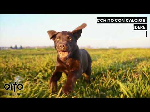 Bauzaar Alfa Premium Dog Food Maintenance All Breeds Outlet