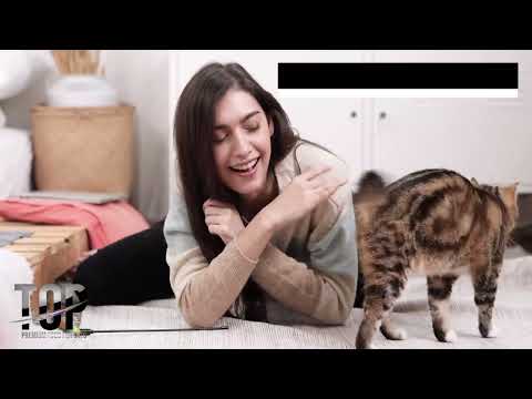 Bauzaar Top Gatto Meat Adult ricco di manzo I Più Venduti