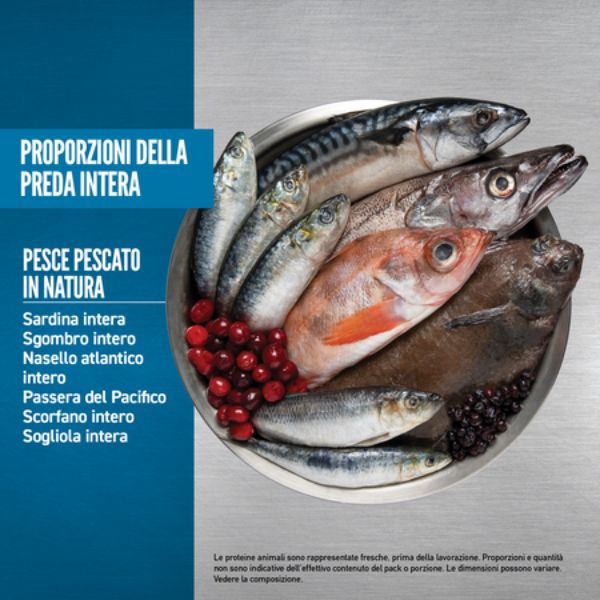 Bauzaar Orijen Six Fish Dog Food In Linea