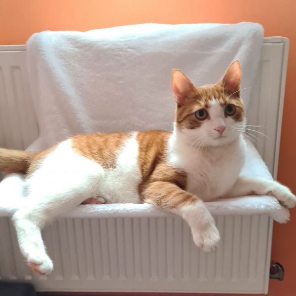 Bauzaar Amaca da radiatore per gatto Trixie Vendita Calda
