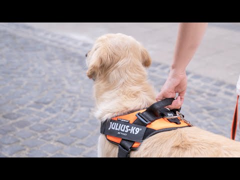 Bauzaar Pettorina IDC Powair harness Julius-K9 Promozione