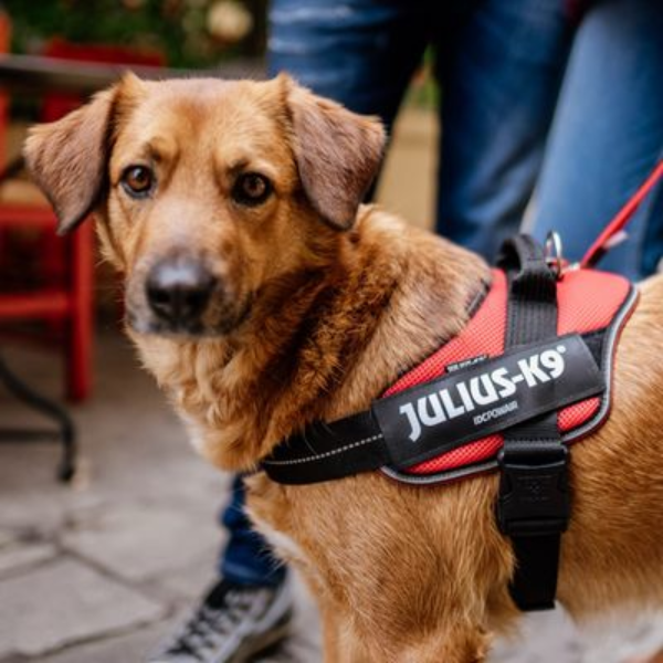 Bauzaar Pettorina IDC Powair harness Julius-K9 Promozione
