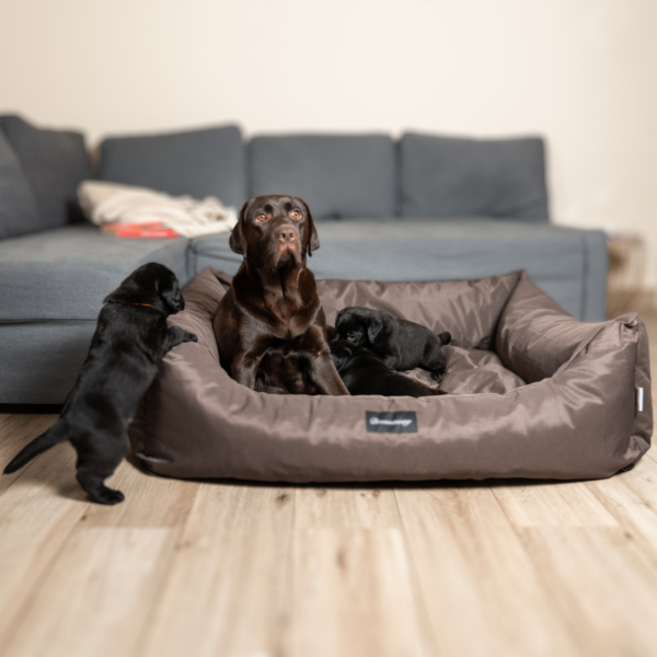Bauzaar Cuccia per cani da interno Petit Sofà Dreamaway Boston Fabotex Qualità Garantita