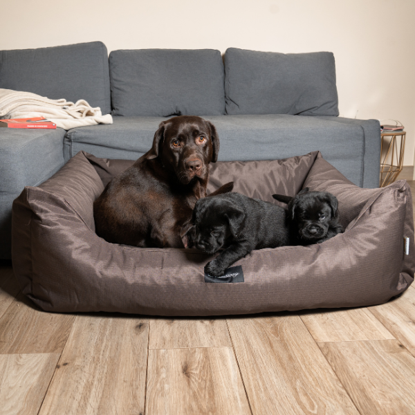 Bauzaar Cuccia per cani da interno Petit Sofà Dreamaway Boston Fabotex Qualità Garantita