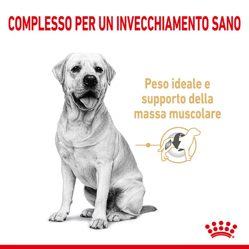 Zooplus Royal Canin Labrador Retriever Adult 5+ Crocchette per cane Vendita Calda