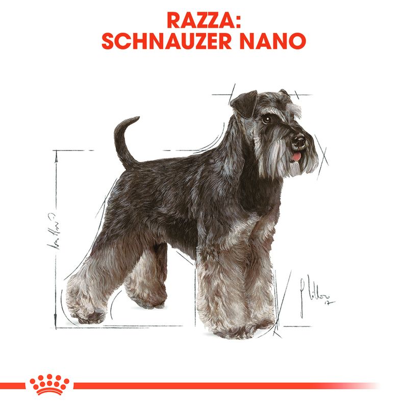 Zooplus Royal Canin Miniature Schnauzer Adult Crocchette per cane I Più Venduti