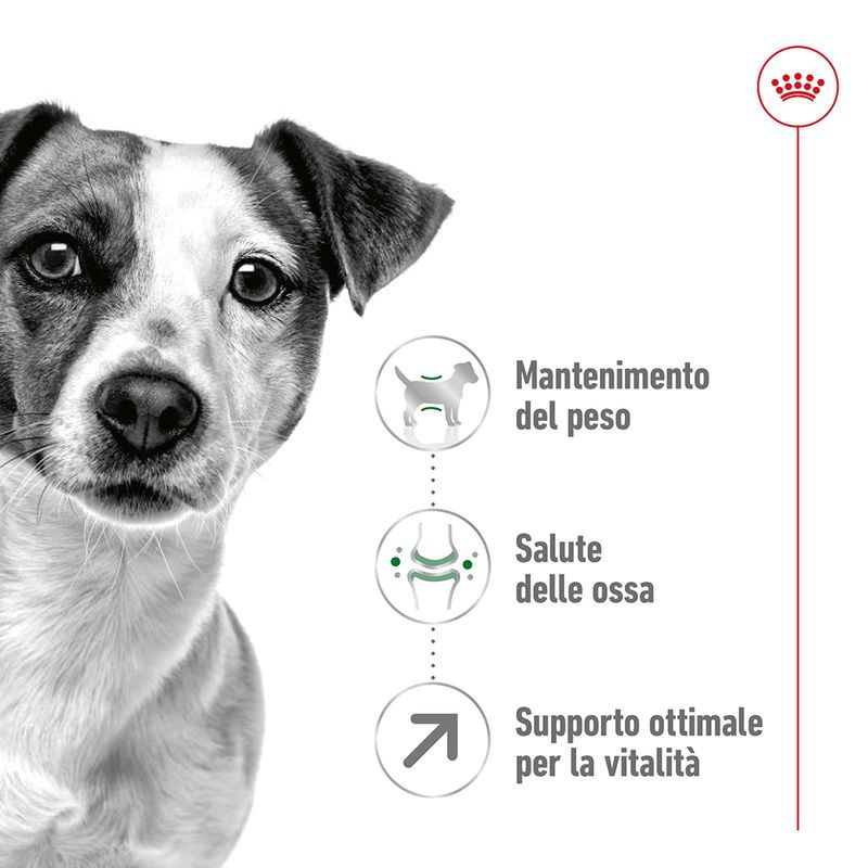 Zooplus Royal Canin Mini Adult 8+ Crocchette per cane Saldi