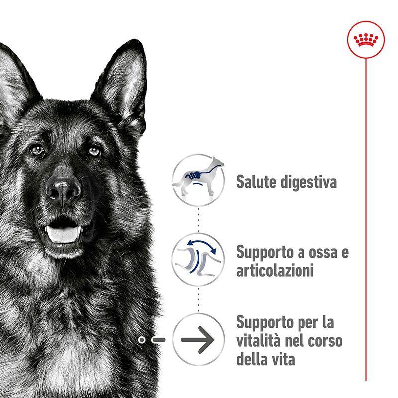 Zooplus Royal Canin Maxi Ageing 8+ Crocchette per cane Vendita Economica