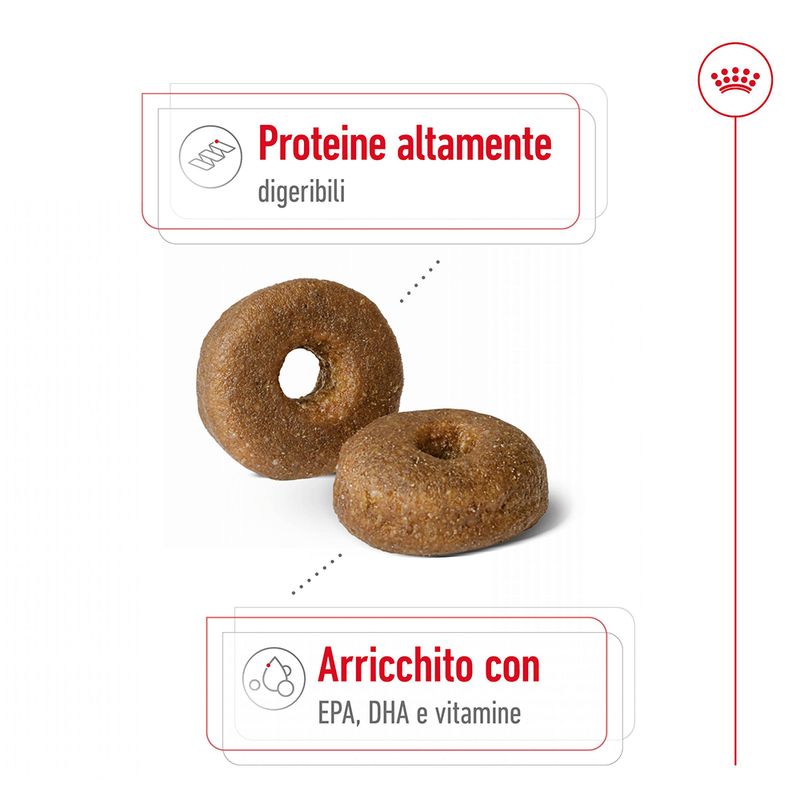 Zooplus Royal Canin Maxi Ageing 8+ Crocchette per cane Vendita Economica