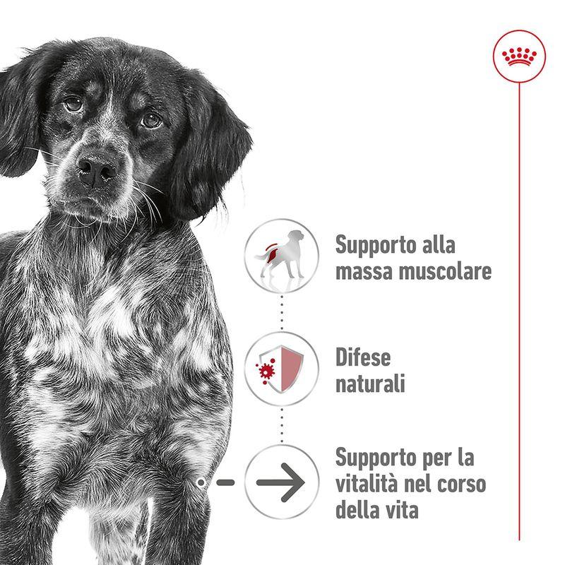 Zooplus Royal Canin Medium Ageing 10+ Crocchette per cane In Saldo