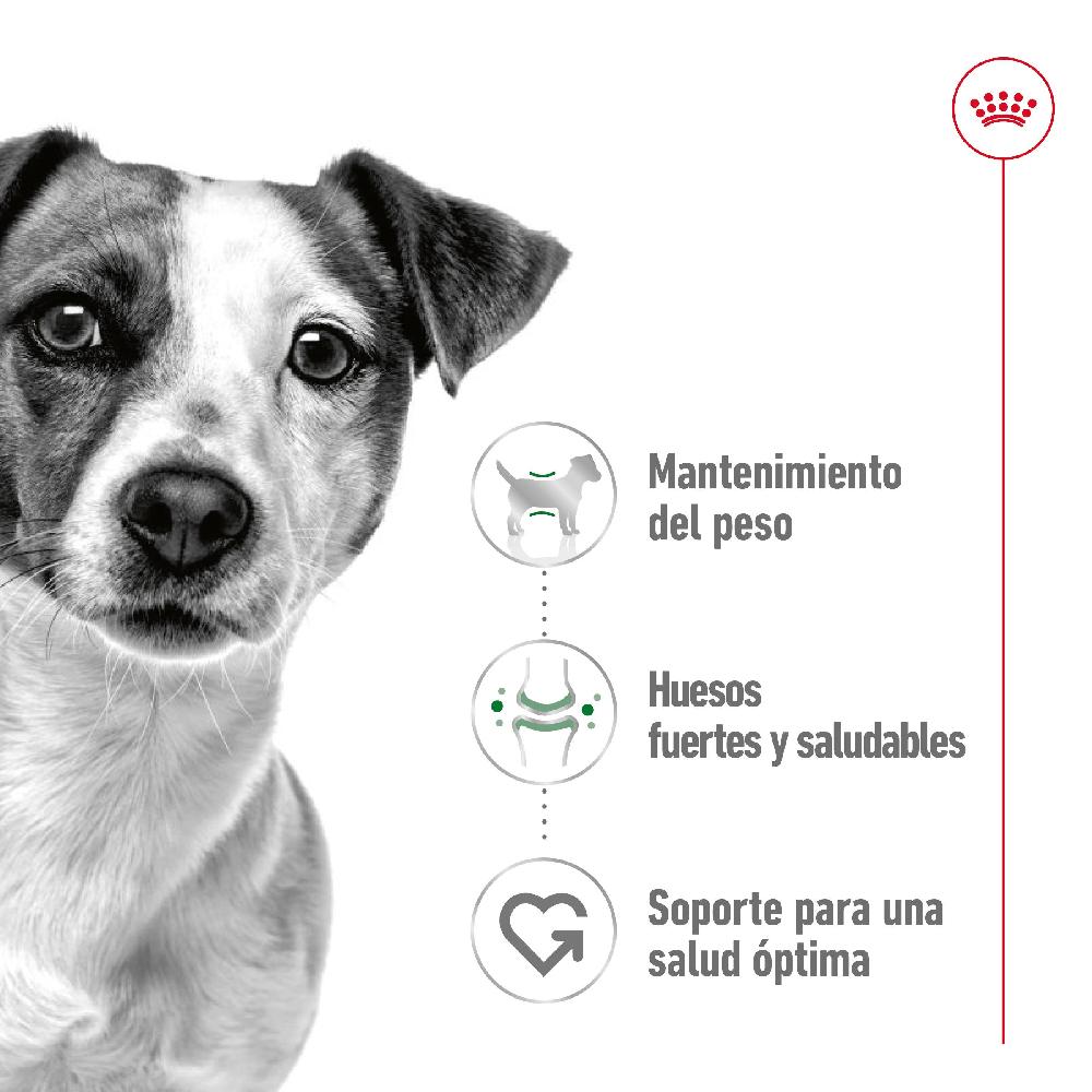 Miscota Royal Canin Mini Adult Alimento Umido in Patè per Cani Saldi Di Fabbrica