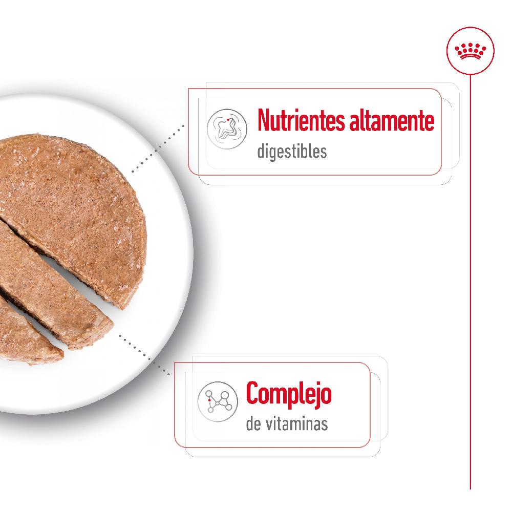 Miscota Royal Canin Mini Adult Alimento Umido in Patè per Cani Saldi Di Fabbrica