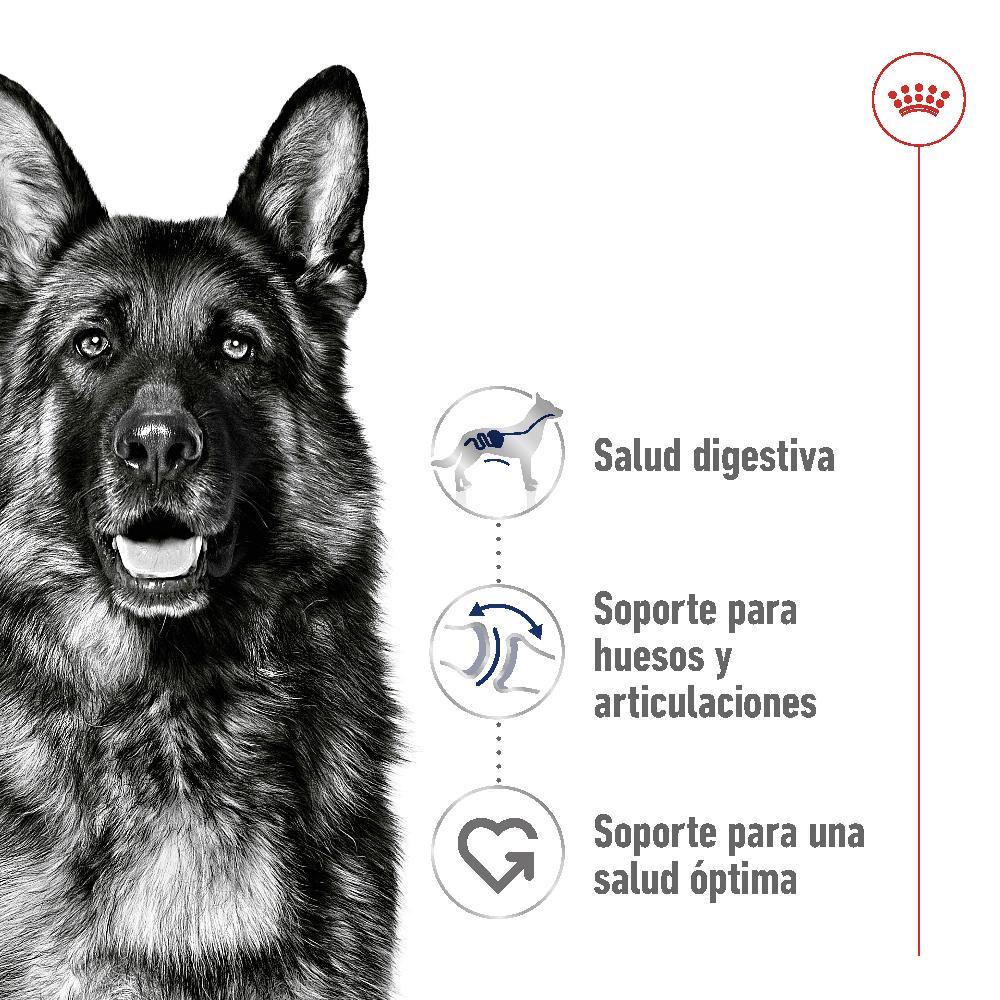Miscota Royal Canin Maxi Adult Large Breed Dog Food per Cani Adulti di Razza Grande Offerta