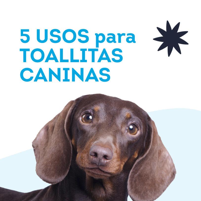 Miscota SUMSU Salviette umidificate con clorexidina per cani e gatti Hotsell