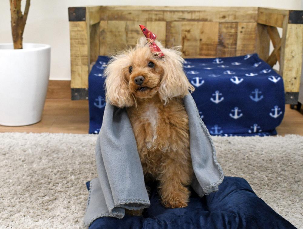 Miscota Musqui Coperta grigia extra morbida per cani Vendita Calda