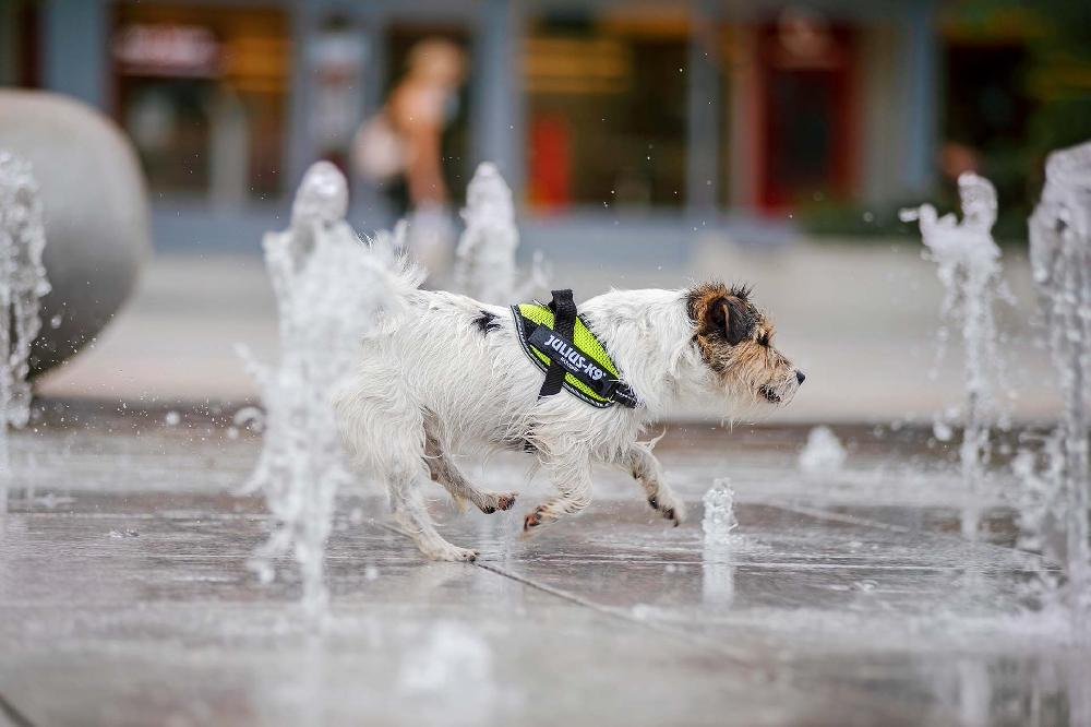 Miscota Julius K9 Imbracatura Powair Estate Azzurro Qualità Garantita