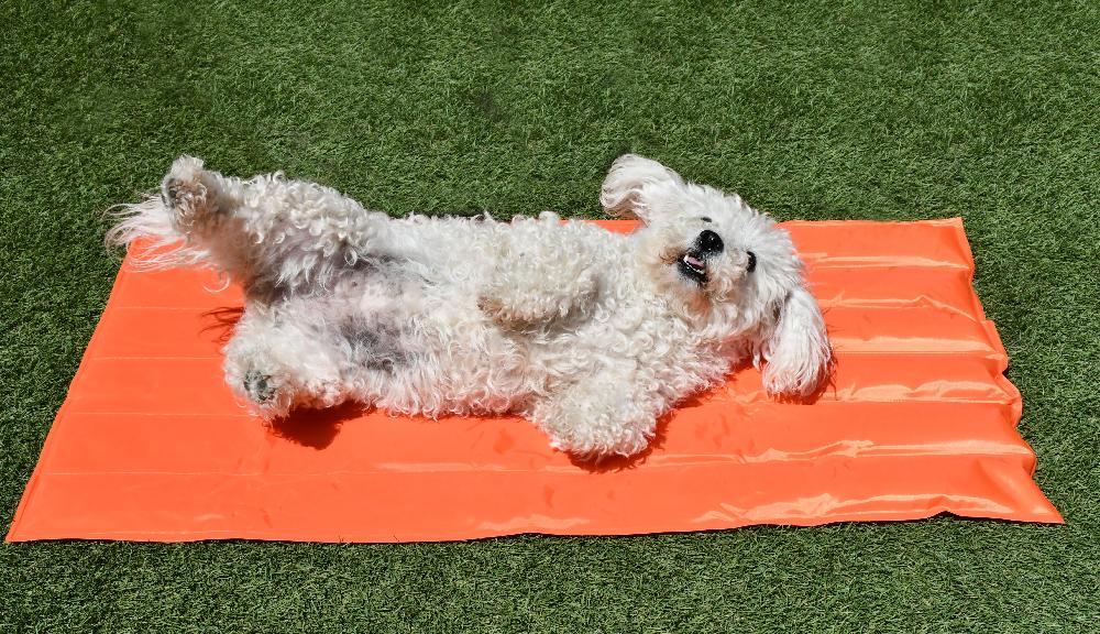 Miscota Musqui Coperta rinfrescante arancione per cani e gatti Offerta speciale della fabbrica