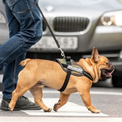 Miscota Julius K9 IDC Harness Camouflage Promozione Limitata