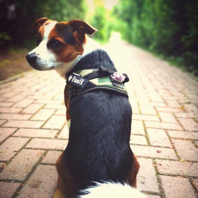 Miscota Julius K9 IDC Harness Camouflage Promozione Limitata