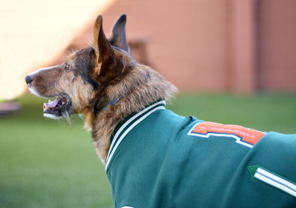 Miscota FuzzYard Giacca Letterman Verde Vendita Calda