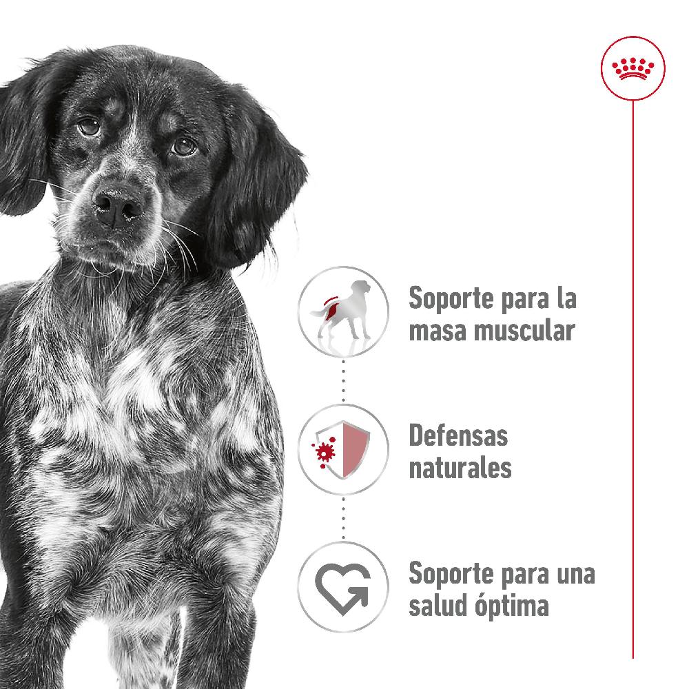 Miscota Royal Canin Medium Adult Qualità Garantita