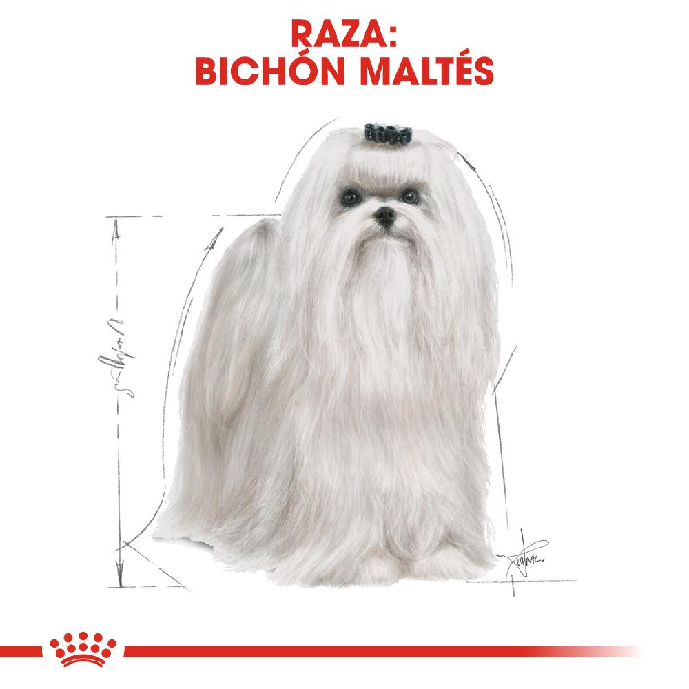 Miscota Royal Canin Maltese Adult Cibo per Cani Adulti Maltes Negozio