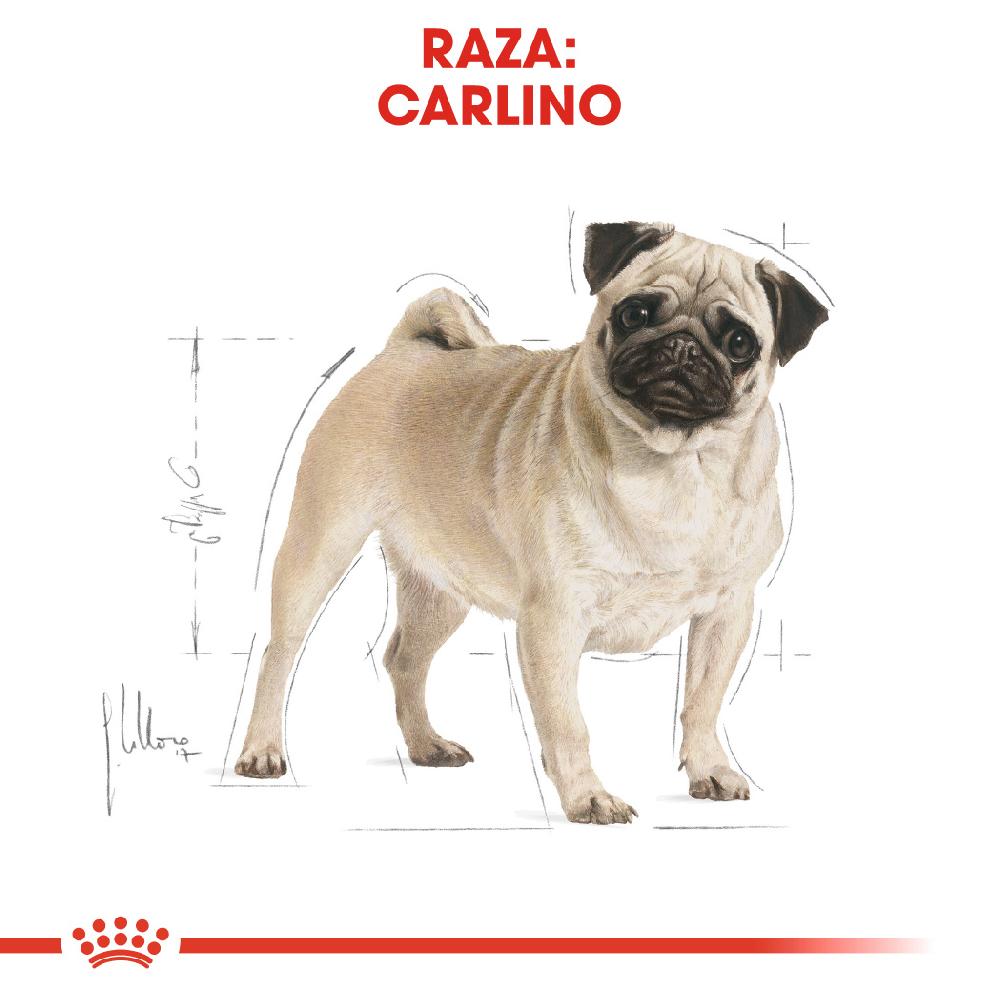 Miscota Royal Canin Cibo Secco per Cani Pug Adult Soddisfazione Garantita