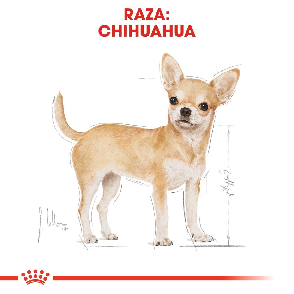 Miscota Royal Canin Chihuahua Adult Cibo per Cani di Razza Adulti Online