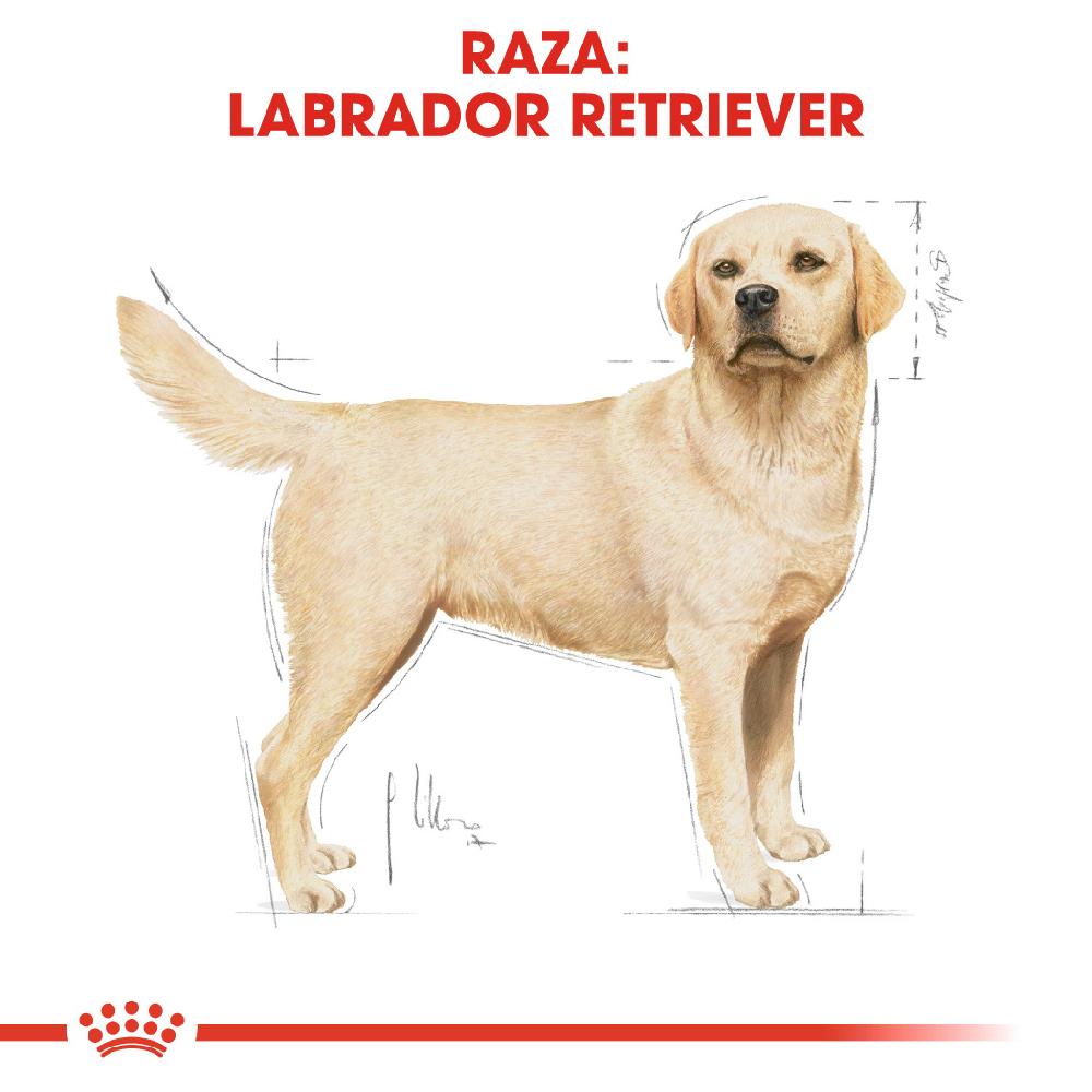 Miscota Royal Canin Labrador Retriever Adult Cibo per cani di Razza Pura Italy