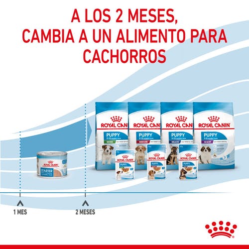 Miscota Pacco 12 Royal Canin Cibo Secco per Cani Starter Mousse Sconto