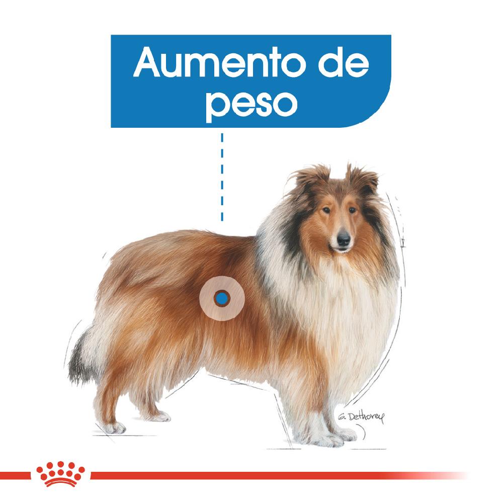 Miscota Royal Canin Maxi Light Weight Care per la gestione del peso in Plus Size Hotsell