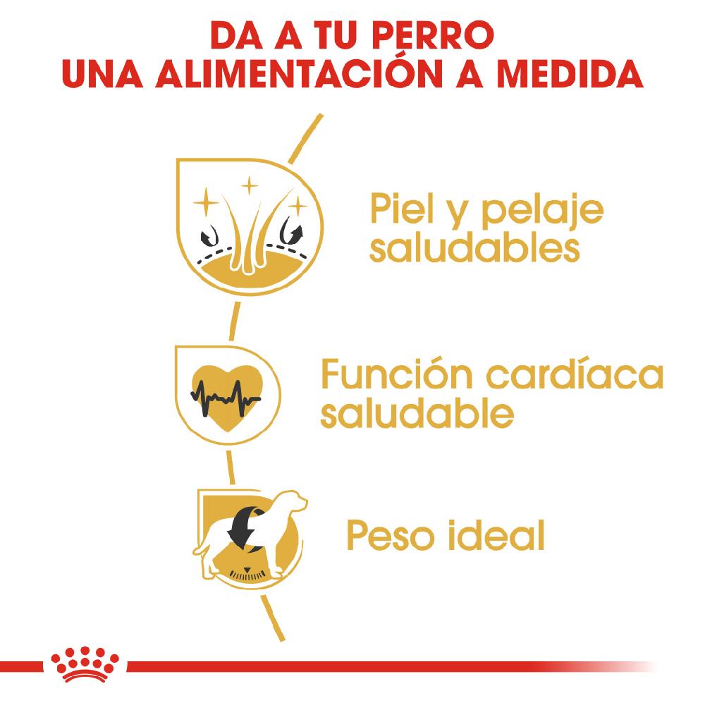 Miscota Royal Canin Golden Retriever Adult per Cani di Razza Adulti Promozione Limitata