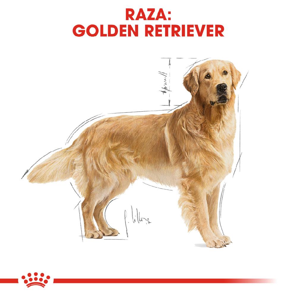 Miscota Royal Canin Golden Retriever Adult per Cani di Razza Adulti Promozione Limitata