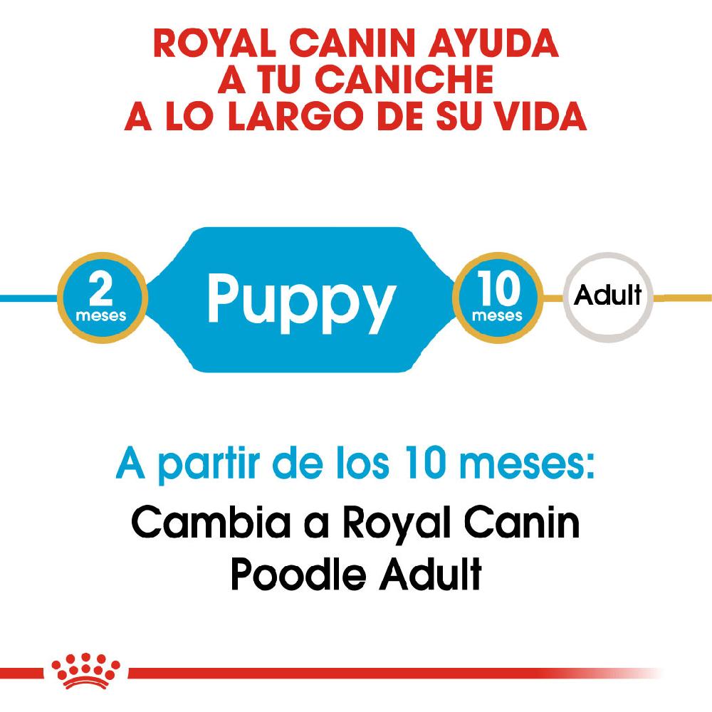 Miscota Royal Canin Poodle Puppy Italy