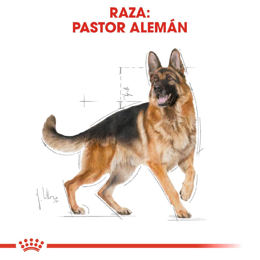 Miscota Royal Canin German Shepherd Adult Cibo per cani Adulti Pastore Tedesco Prezzo Ridotto