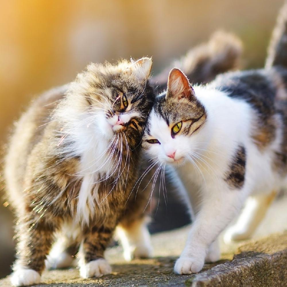 Miscota JTPharma Vitamina C Per Cani Gatti Ed Esotici Vendite Flash
