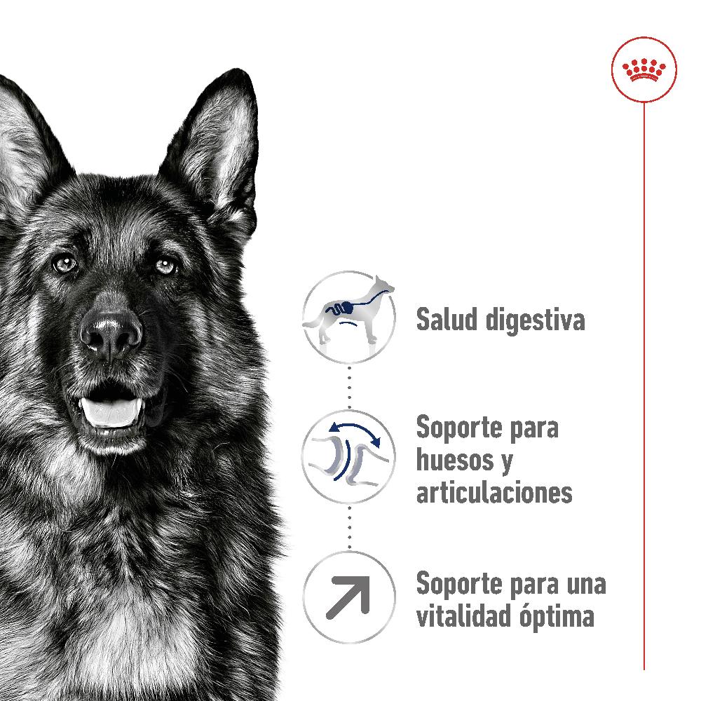Miscota Royal Canin Cibo Secco per Cani Maxi Adult +5 Fino Al -60%