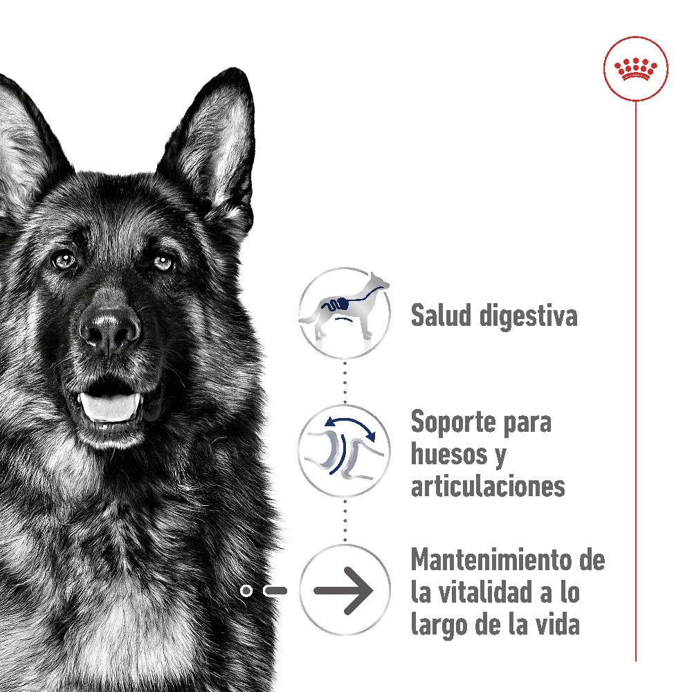 Miscota Royal Canin Maxi Ageing+8 Cibo per cani grandi anziani per cani anziani Ultimi due giorni