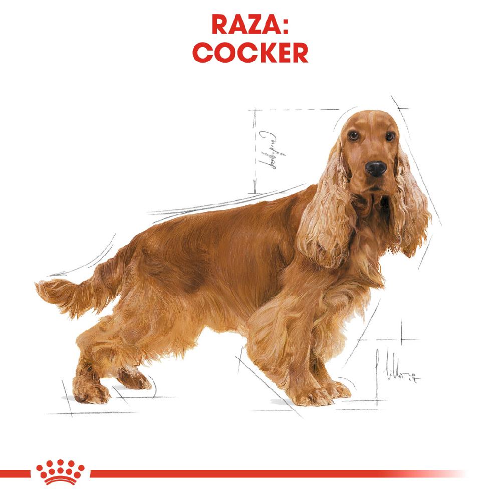 Miscota Royal Canin Cibo Secco per Cani Cocker Adult 2025