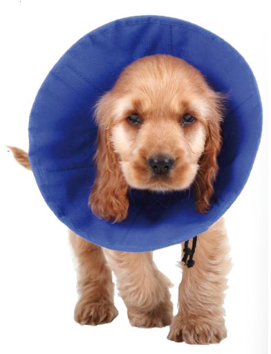 Miscota KVP Ez Soft Elizabethan Collar con Tessuto