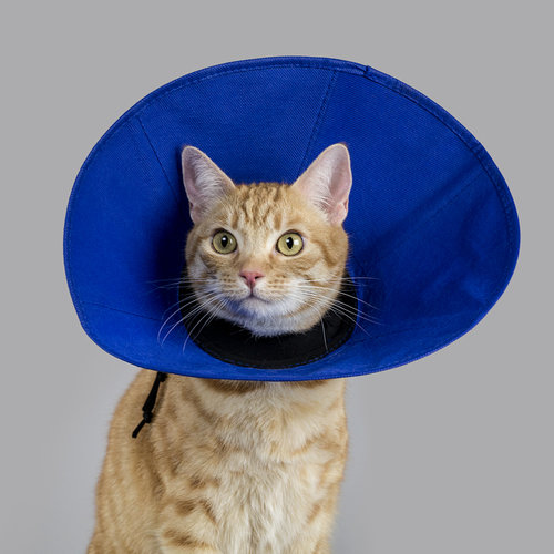 Miscota KVP Ez Soft Elizabethan Collar con Tessuto Novità