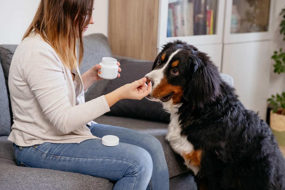 Miscota Virbac Movoflex Morbidi Prodotti da Masticare per Cani Vendita Economica