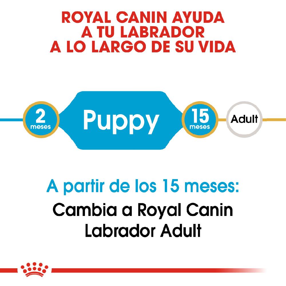 Miscota Royal Canin Cibo Secco per Cani Labrador Retriever Junior Moda