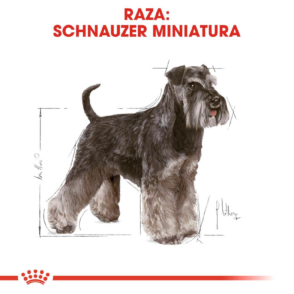 Miscota Royal Canin Cibo Secco per Cani Schnauzer Mini Adult Italy