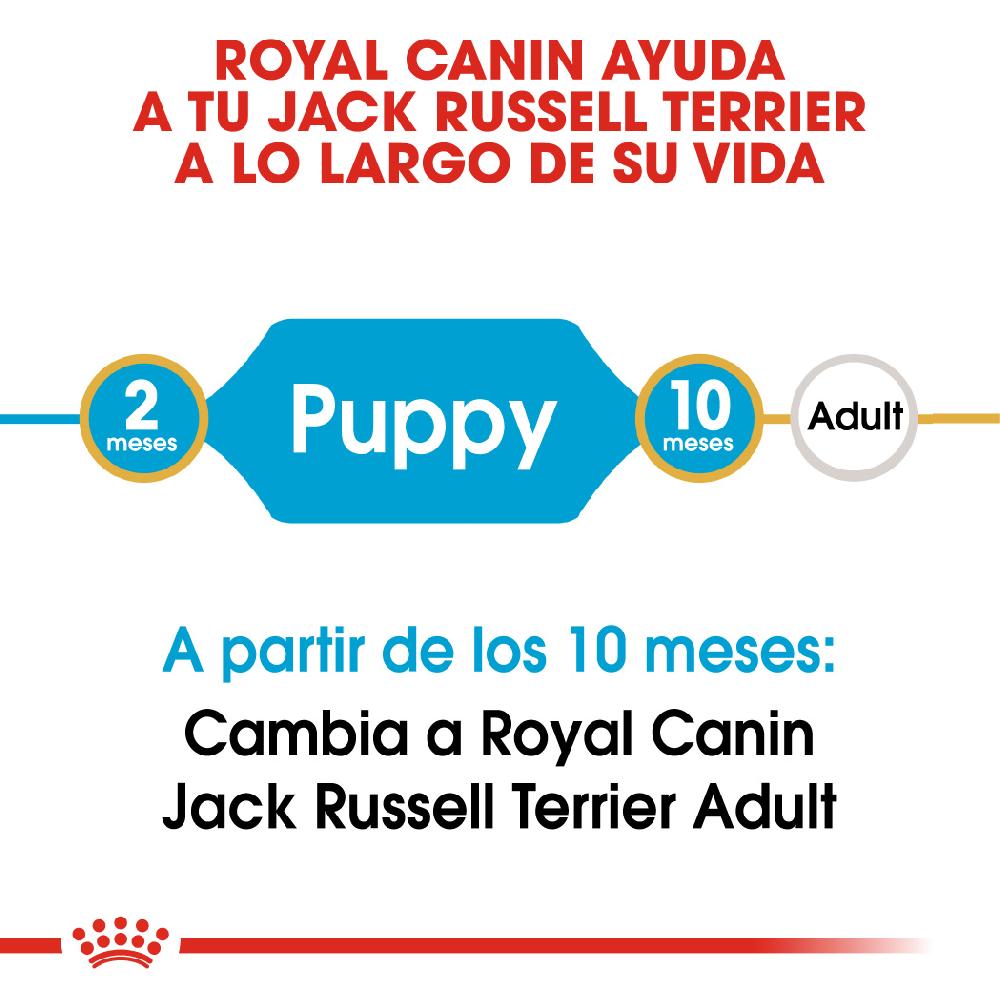 Miscota Royal Canin Cibo Secco per Cani Jack Russell Junior Promozione