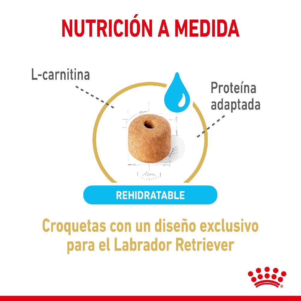 Miscota Royal Canin Labrador Retriever Adult 5+ Convenienza
