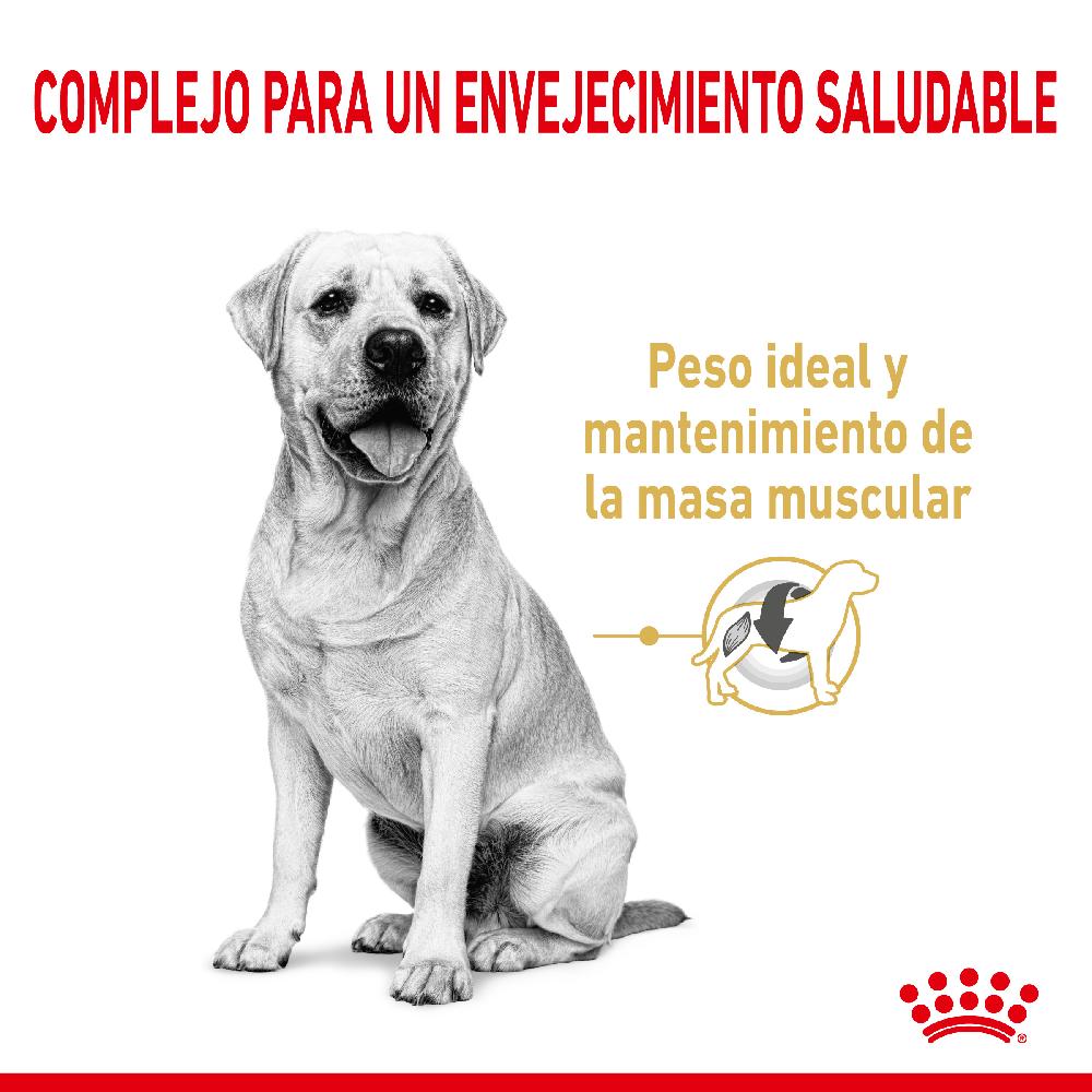Miscota Royal Canin Labrador Retriever Adult 5+ Convenienza