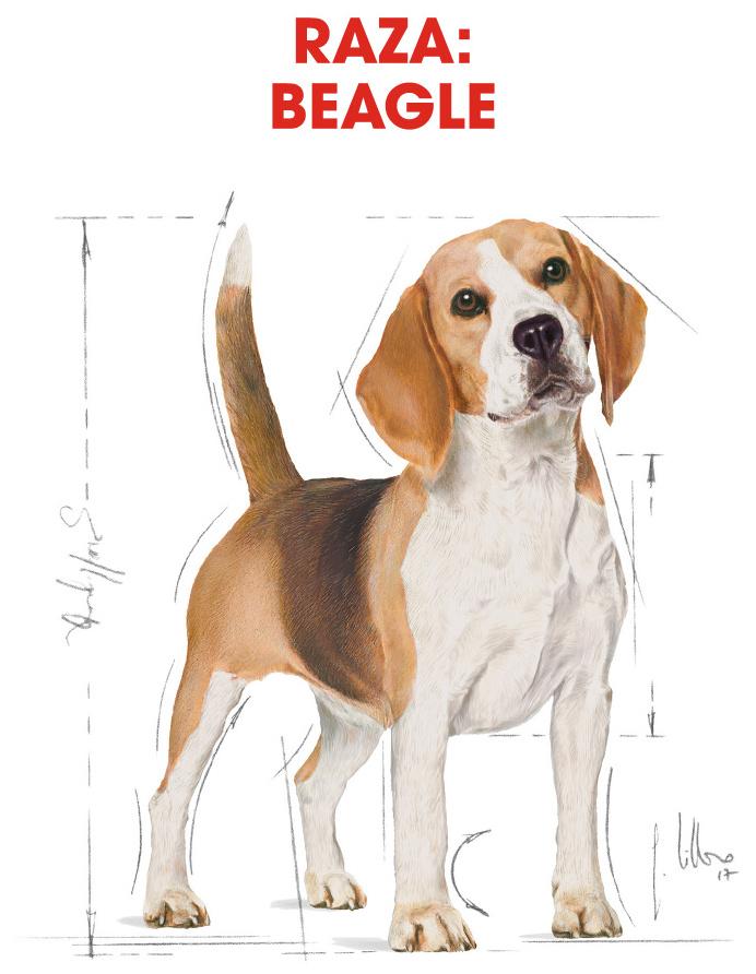 Miscota Royal Canin Beagle Adult Enormi risparmi