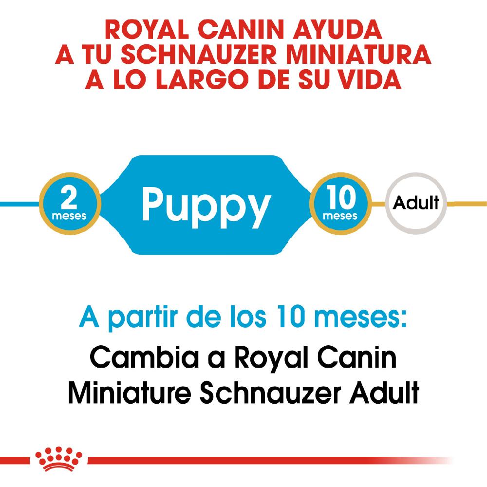 Miscota Royal Canin Cibo Secco per Cani Miniature Schnauzer Junior Ultimo giorno